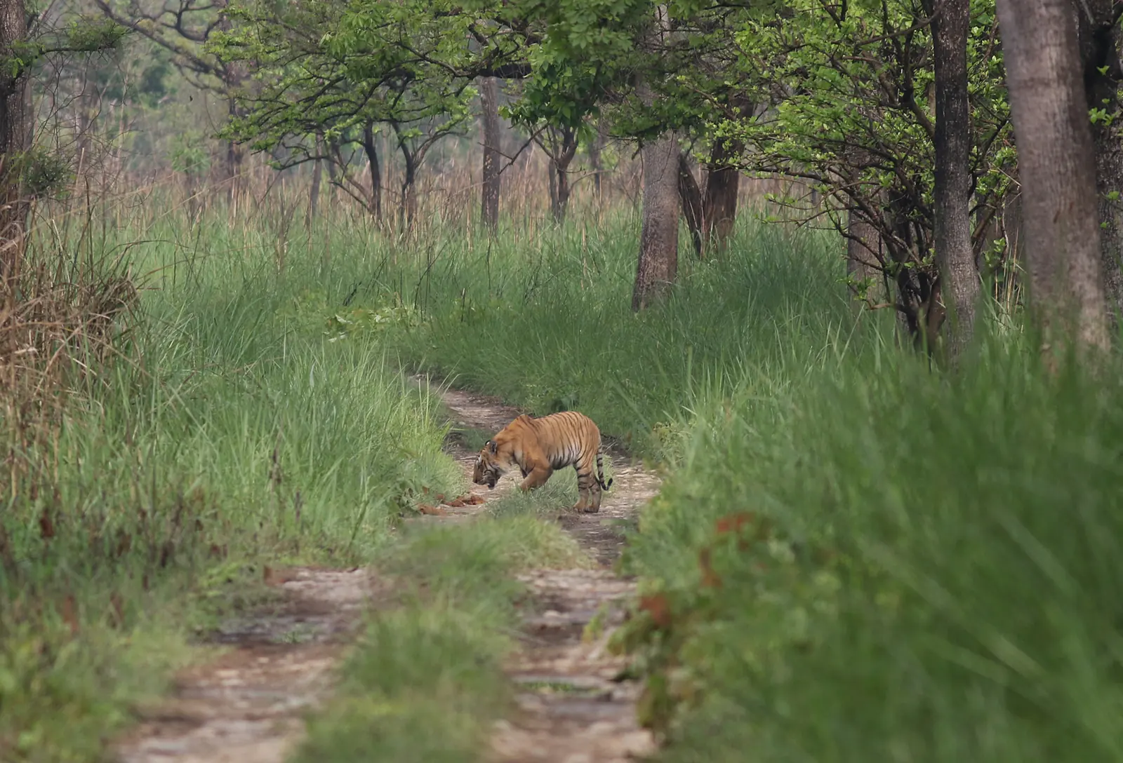 Bengal Tiger, a male in Chitwan National Park
