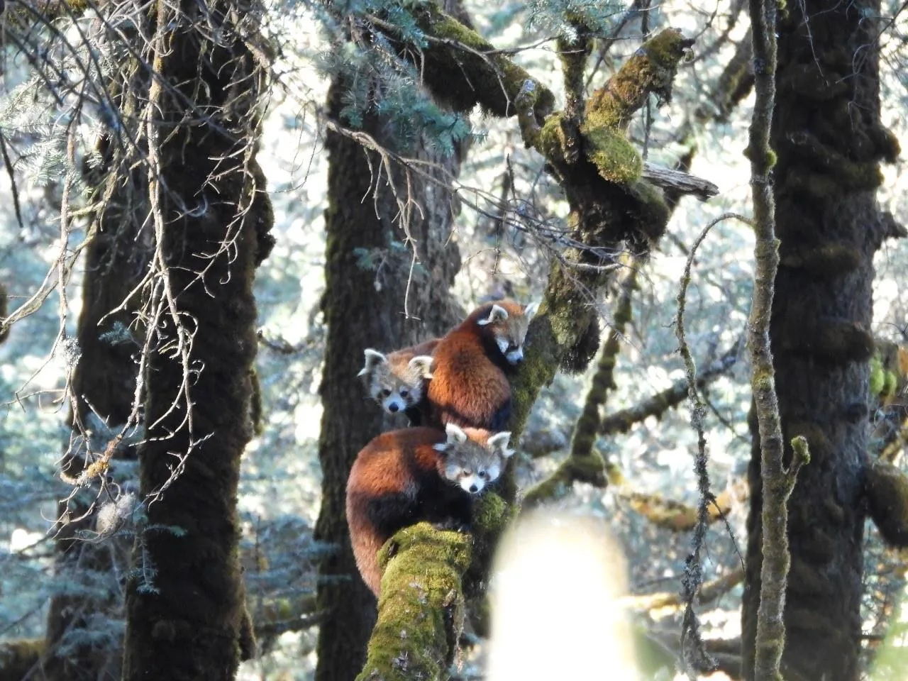 Himalayan Red Pandas