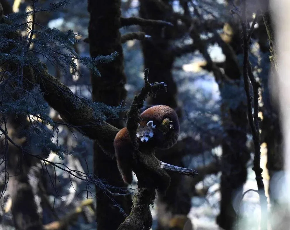 Himalayan Red Panda