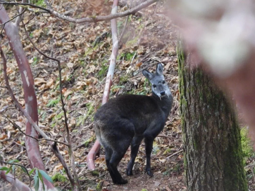 Himalayan Musk Deer