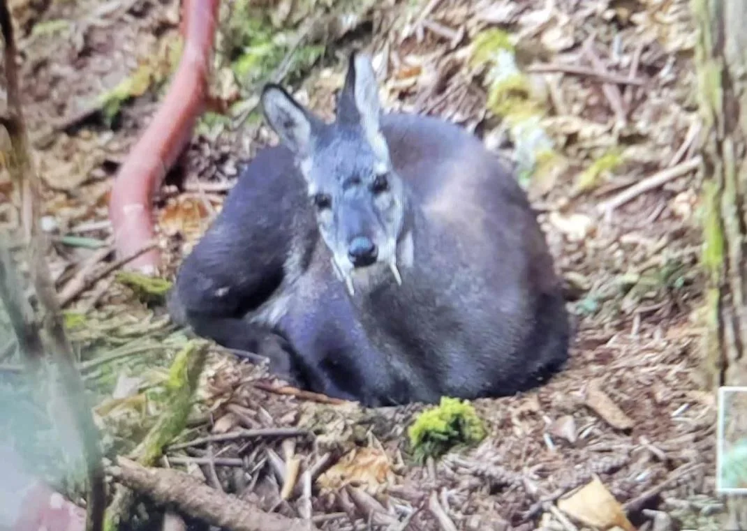 Himalayan Musk Deer