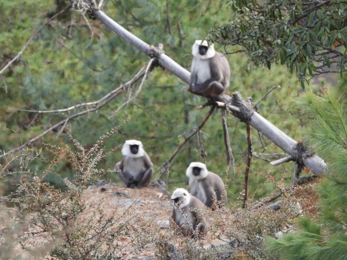 Nepal Grey Langur
