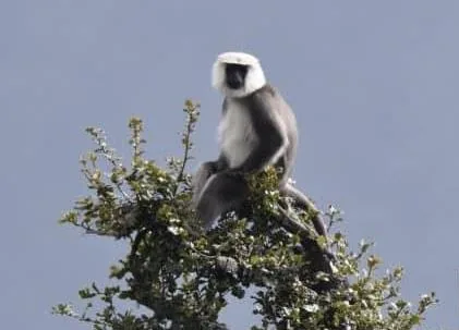Nepal Grey Langur