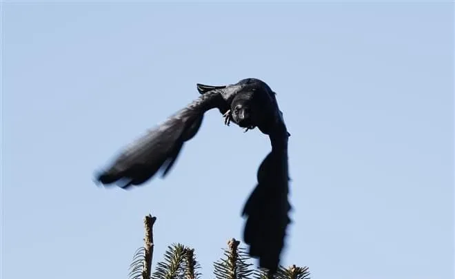 Large-billed Crow