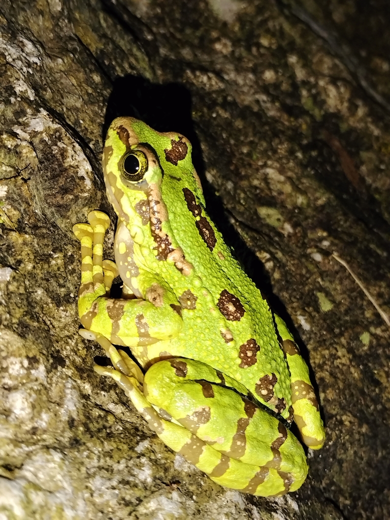 Assam Sucker Frog