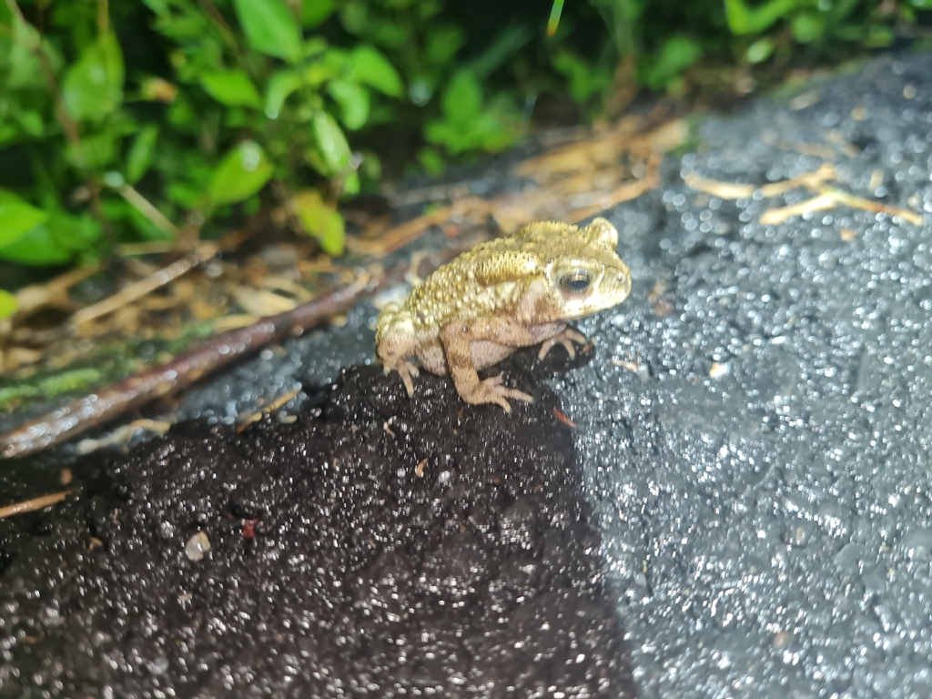 Asian Common Toad