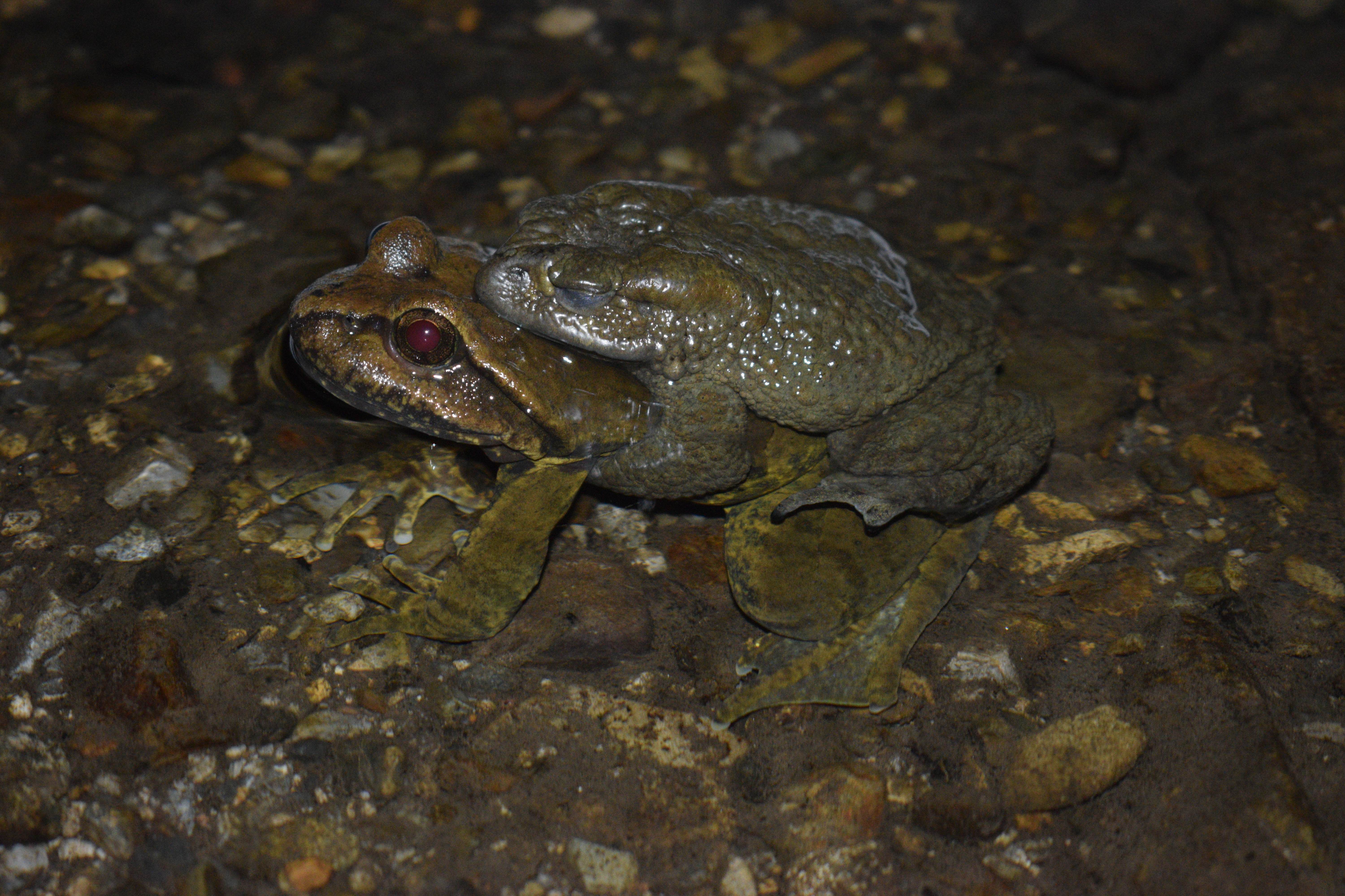 Himalayan Paa Frog