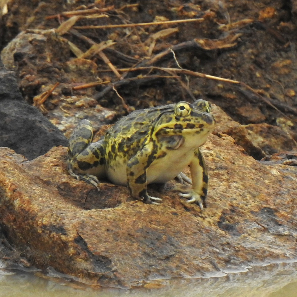 Jerdon's Bullfrog