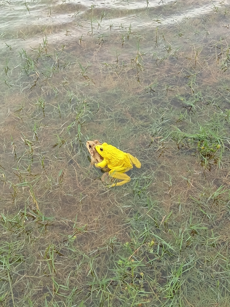 Indian Bullfrog