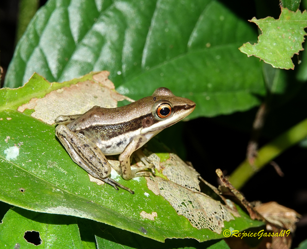Humerana humeralis