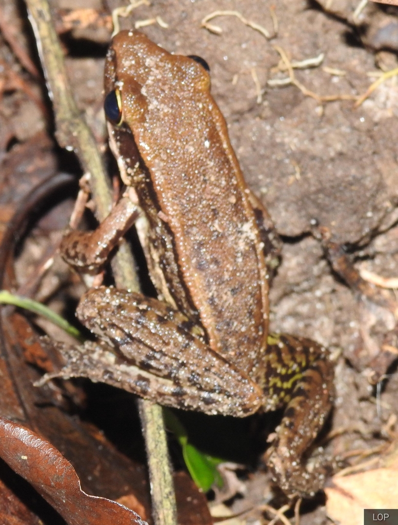 Hydrophylax leptoglossa