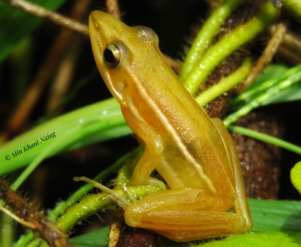 Hylarana tytleri