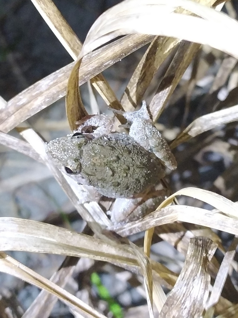 Minervarya pierrei