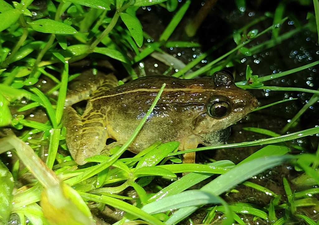 Hill Cricket Frog