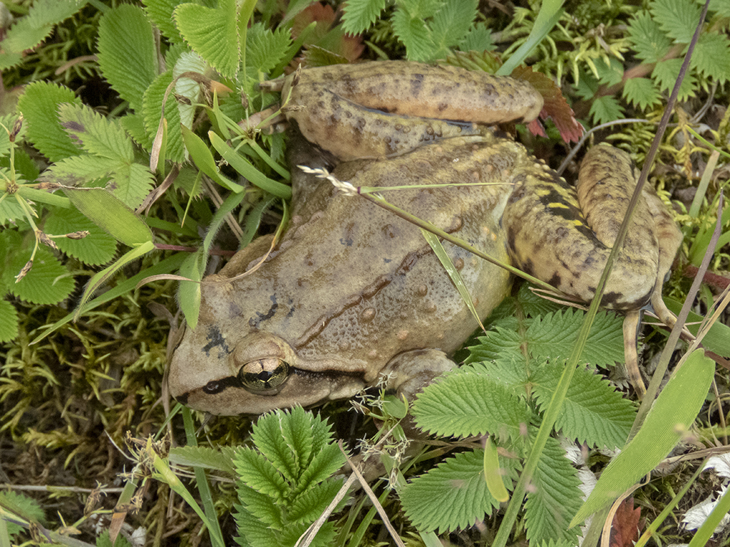 Sikkim Paa Frog