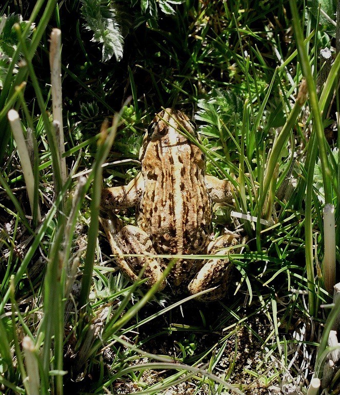 Nanorana parkeri
