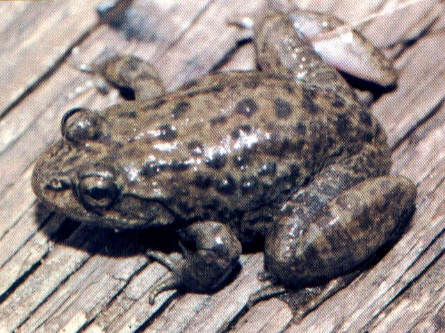 Nepal Wart Frog