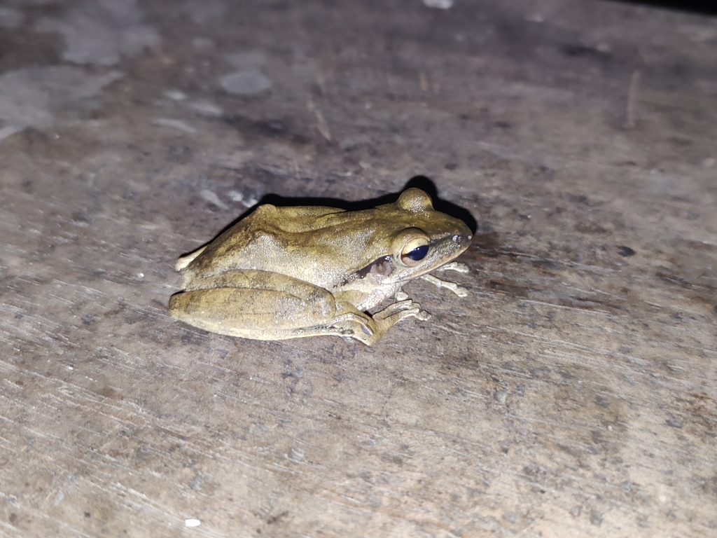 Polypedates himalayensis