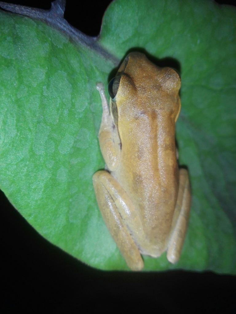 Chunam Tree Frog