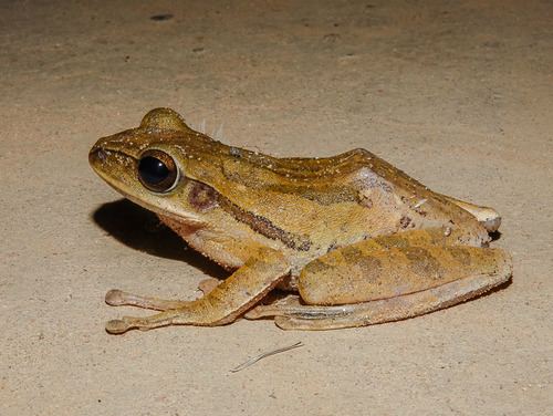 Polypedates teraiensis