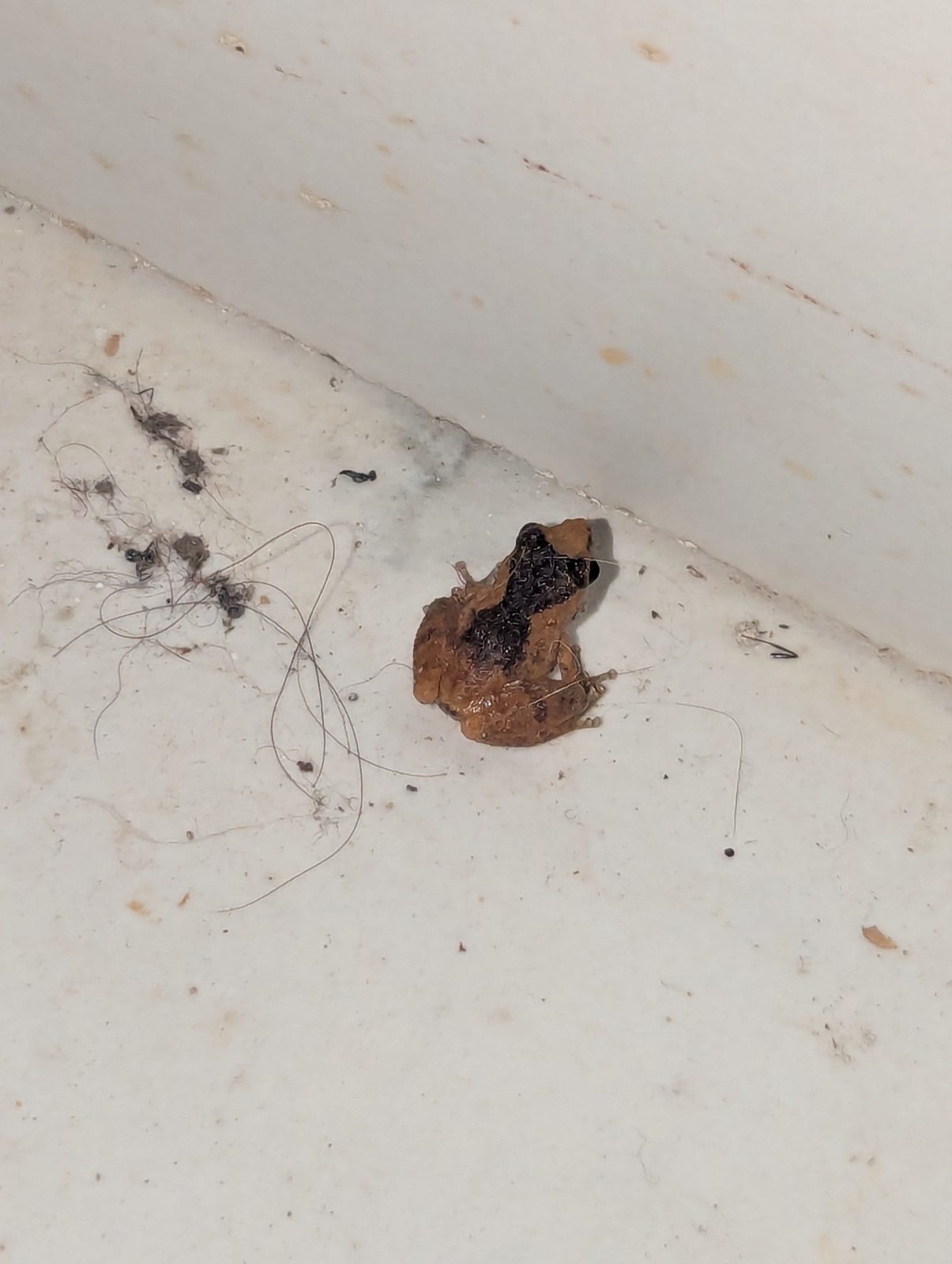 Annandale's Bush Frog