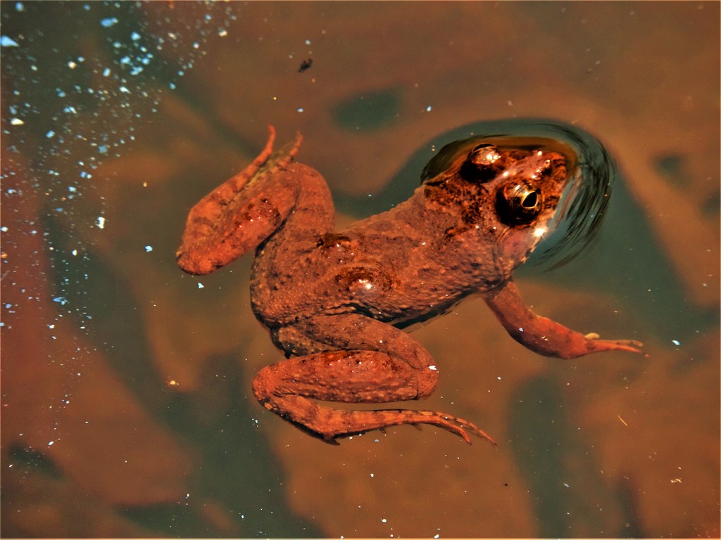 Skittering Frog