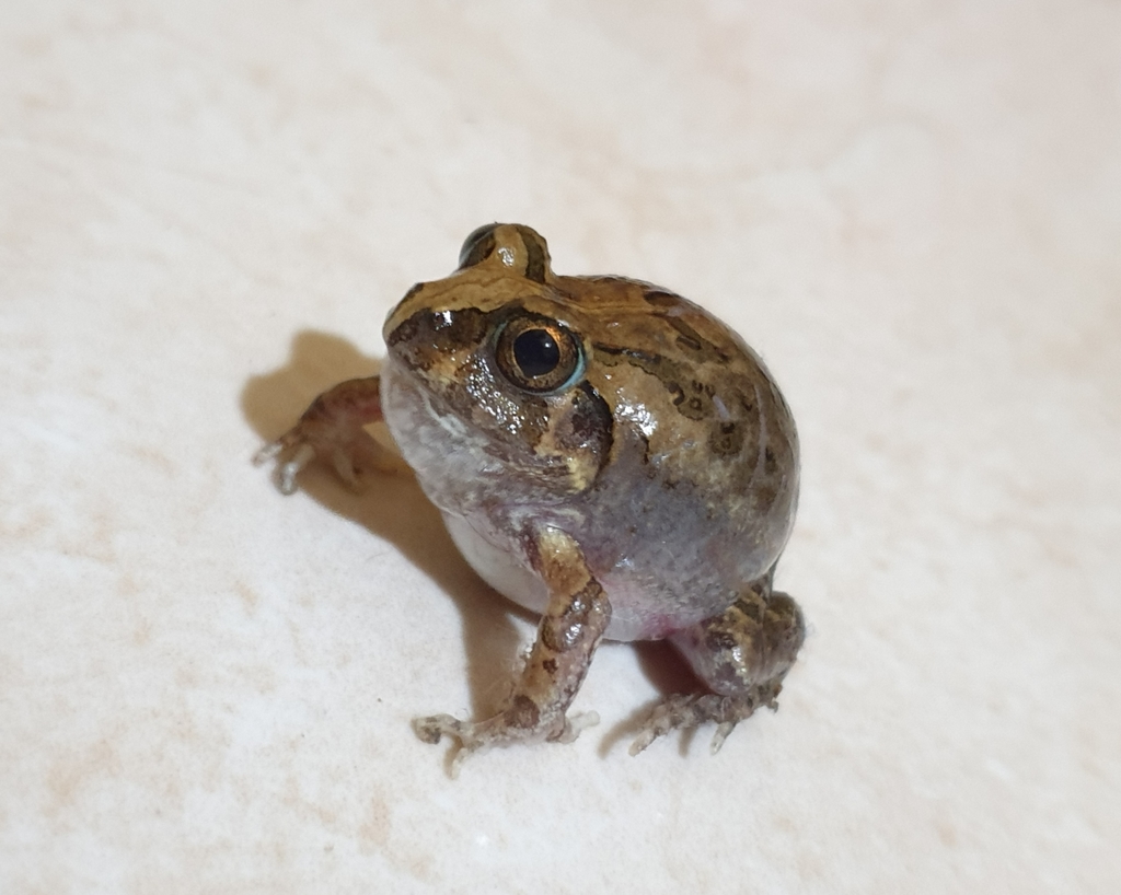 Indian Burrowing Frog