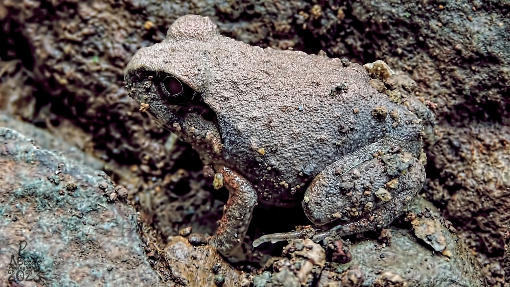 Sphaerotheca maskeyi