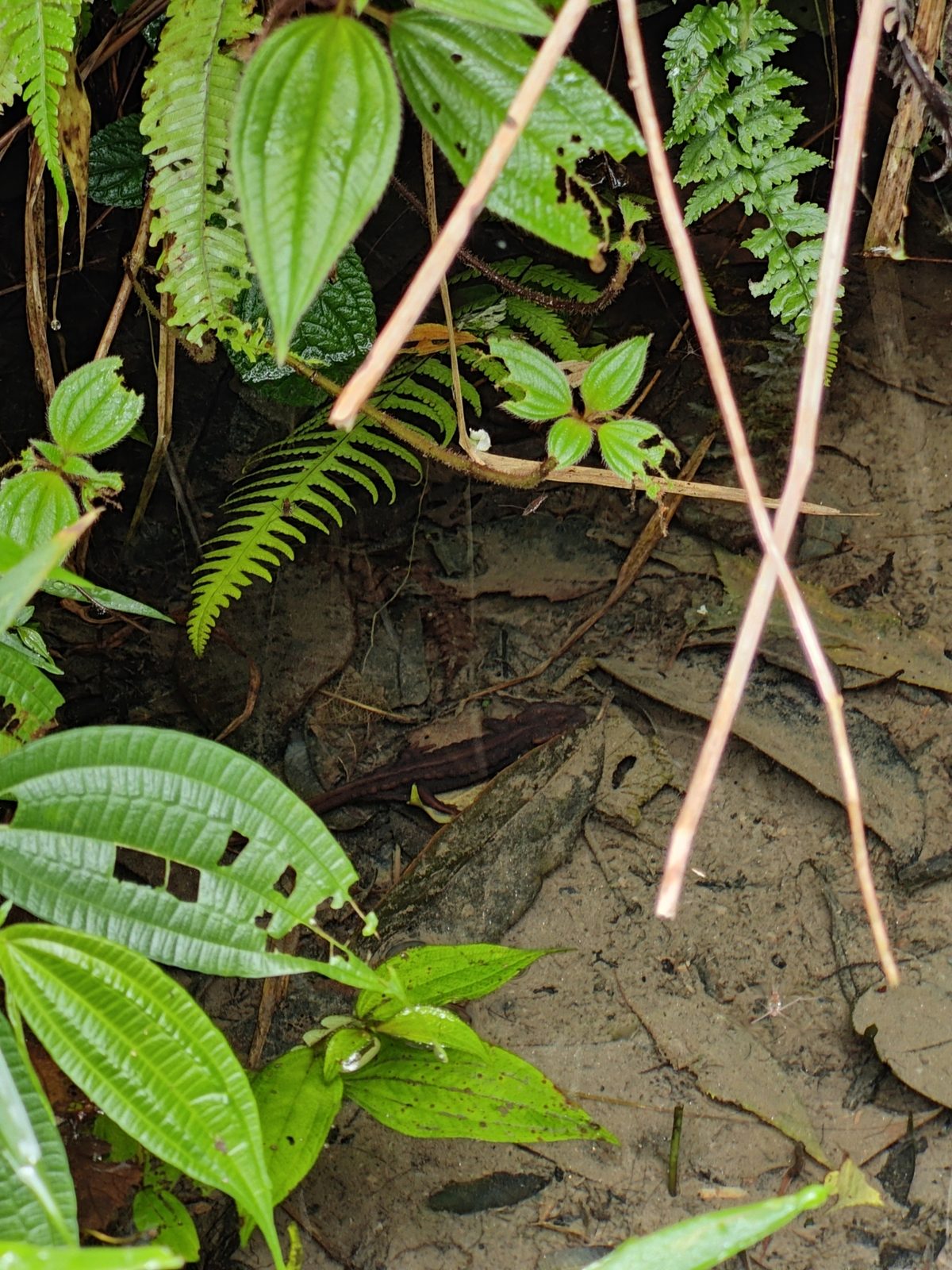 Himalayan Salamander