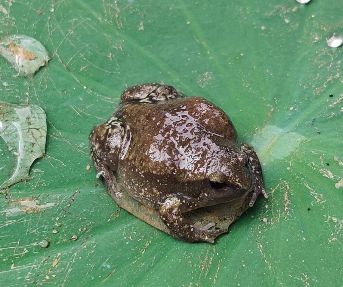 Uperodon globulosus