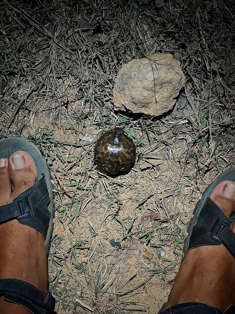 Marbled Balloon Frog