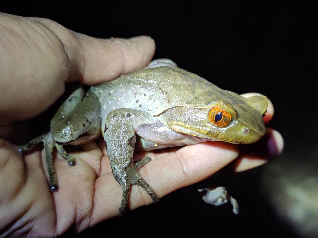 Bengal Spadefoot Toad
