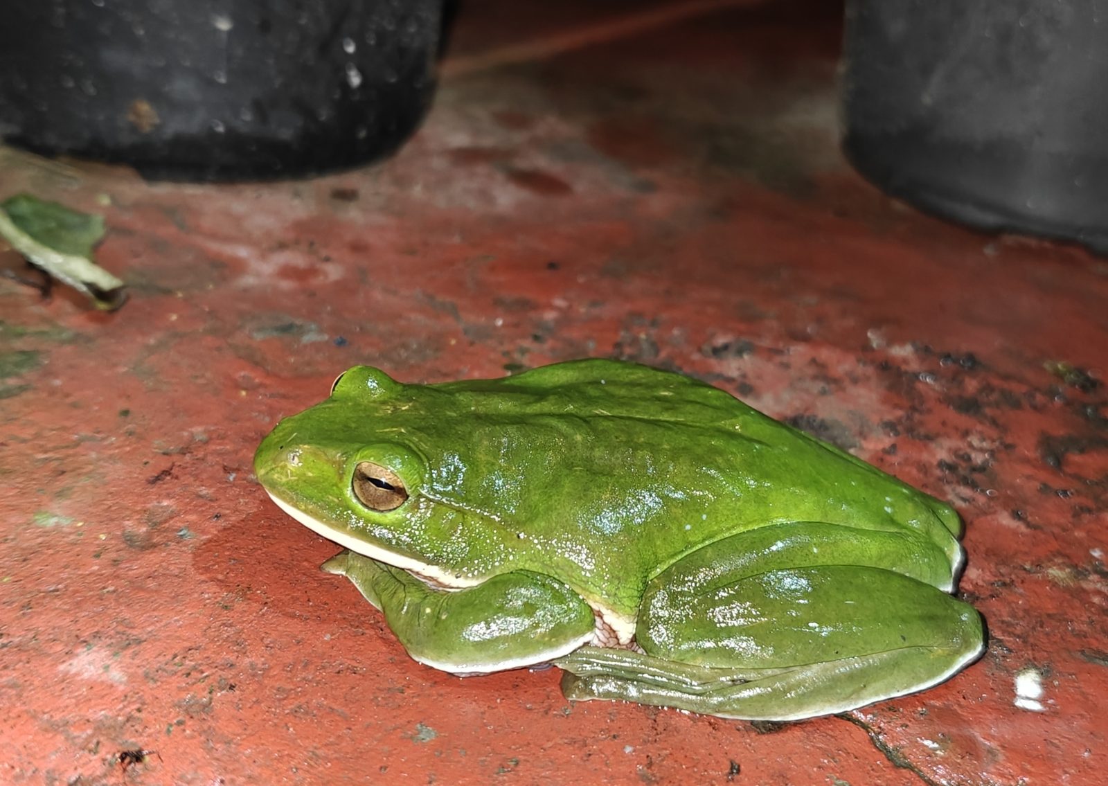 Nepal Flying Frog