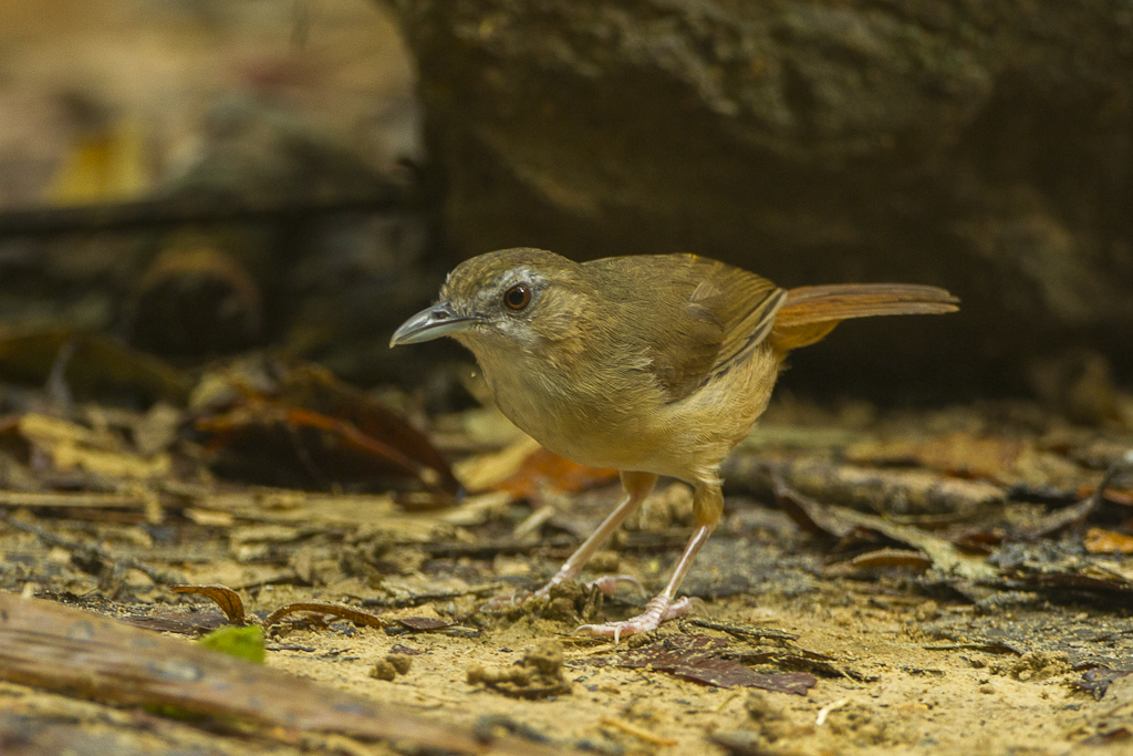 Abbott's Babbler