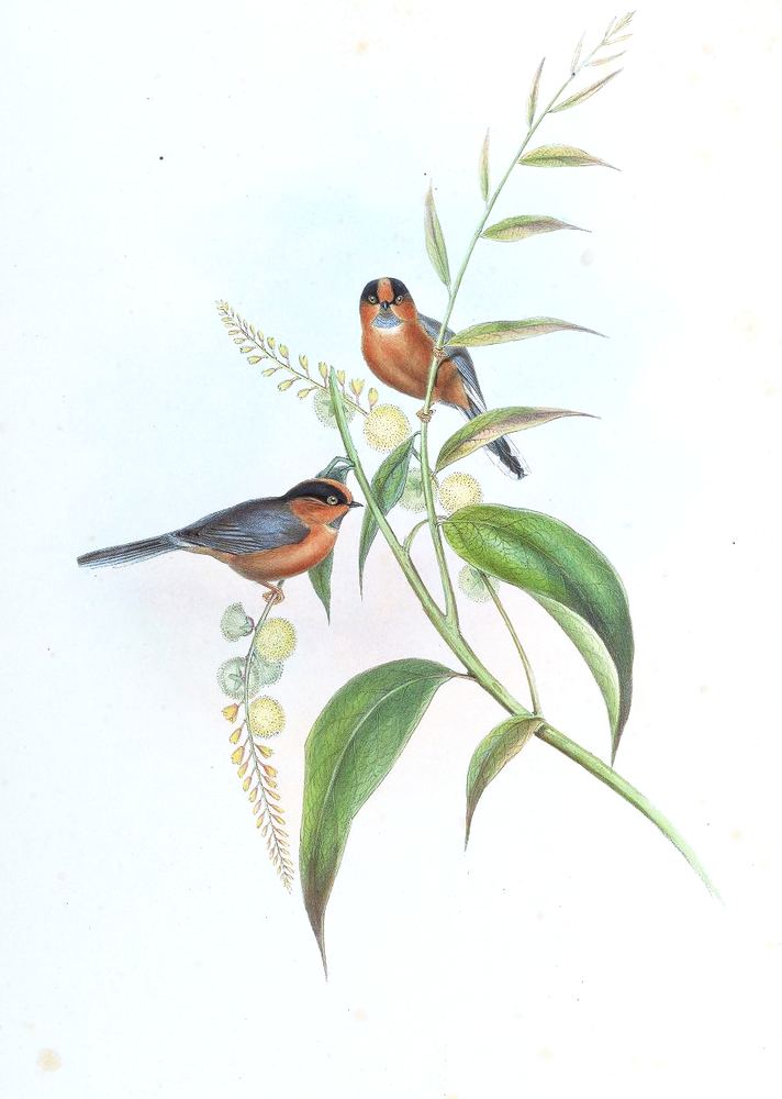 Rufous-fronted Bushtit