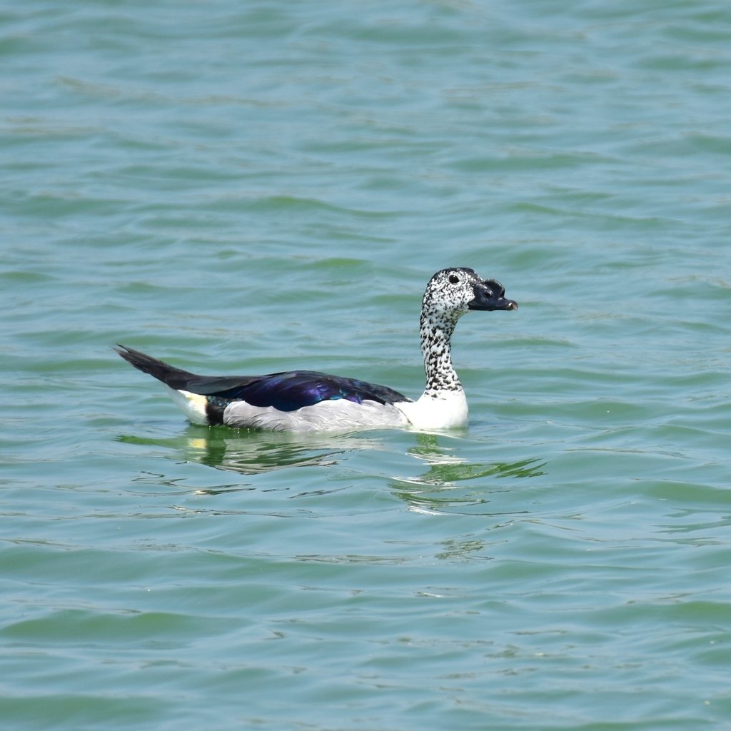 African Comb Duck