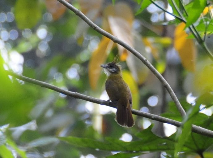 White-throated Bulbul