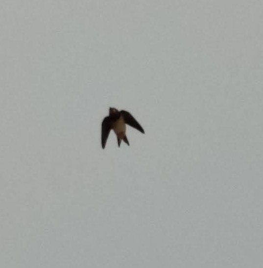 Alpine Swift