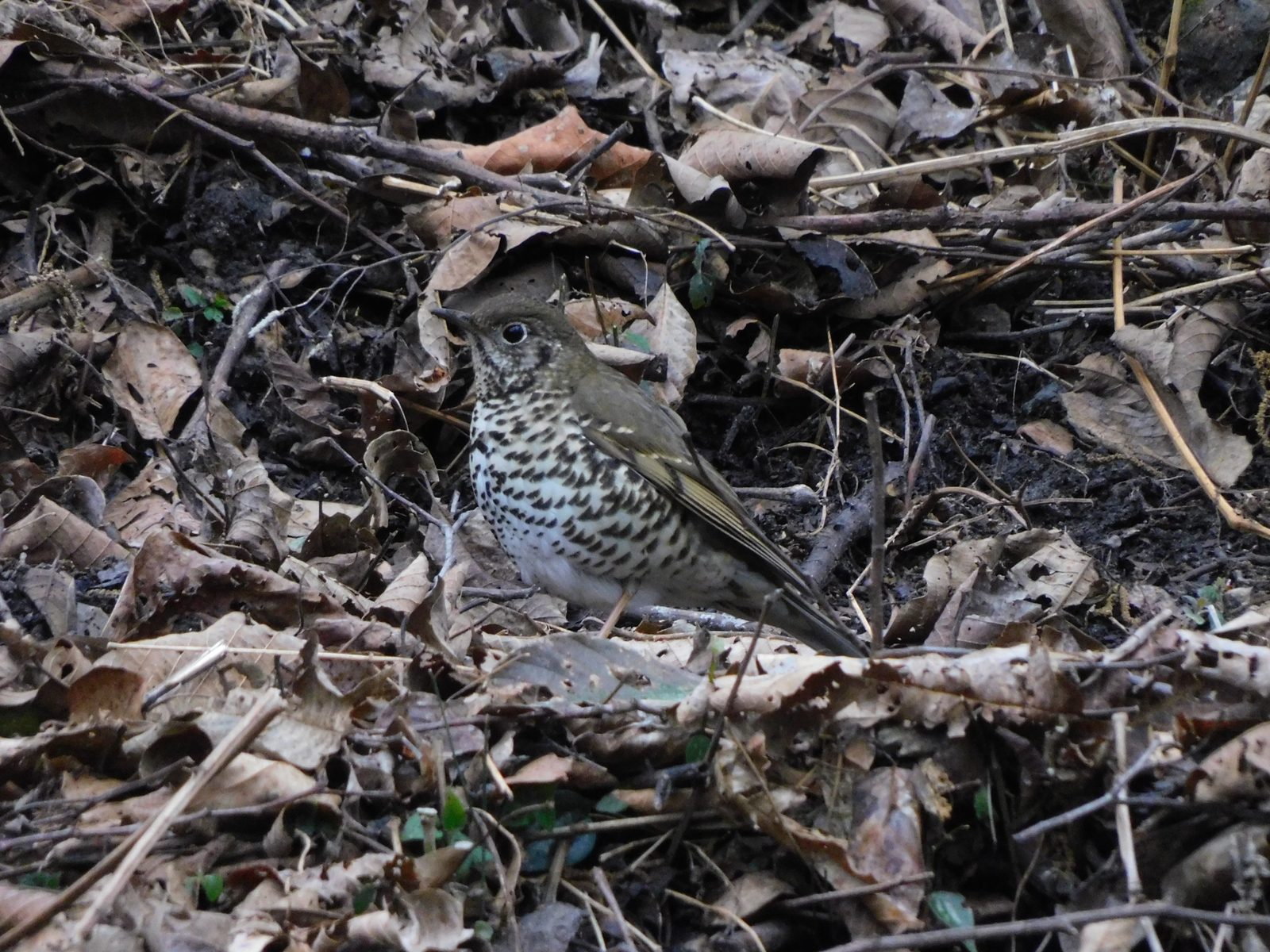 Alpine Thrush