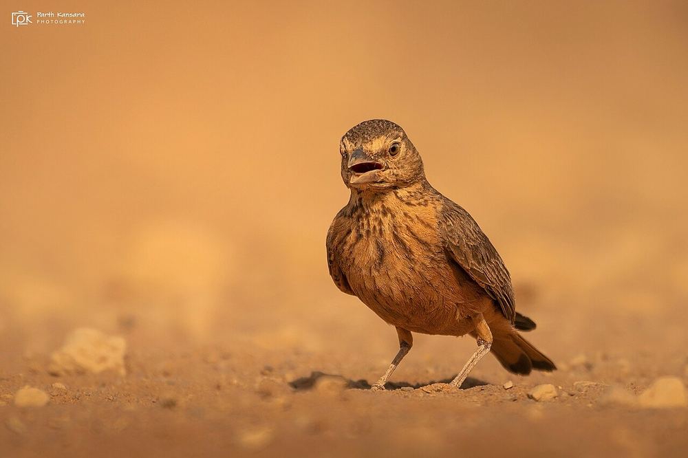Rufous-tailed Lark