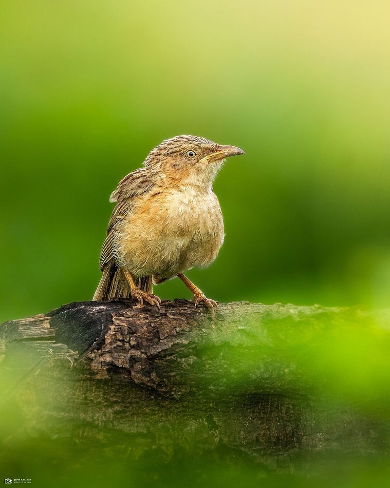 Common Babbler