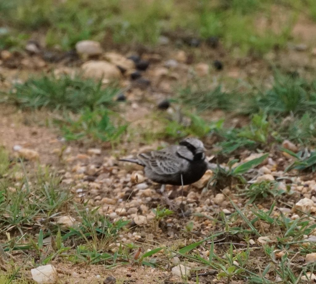 Ashy-crowned Sparrow-Lark