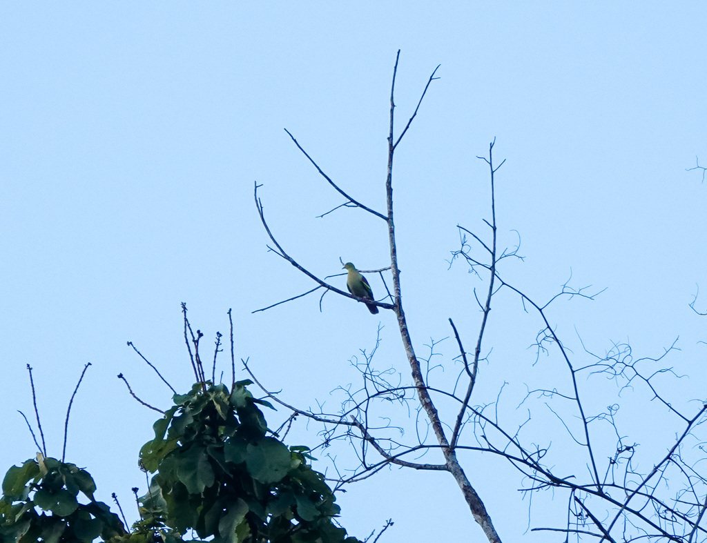 Ashy-headed Green-pigeon