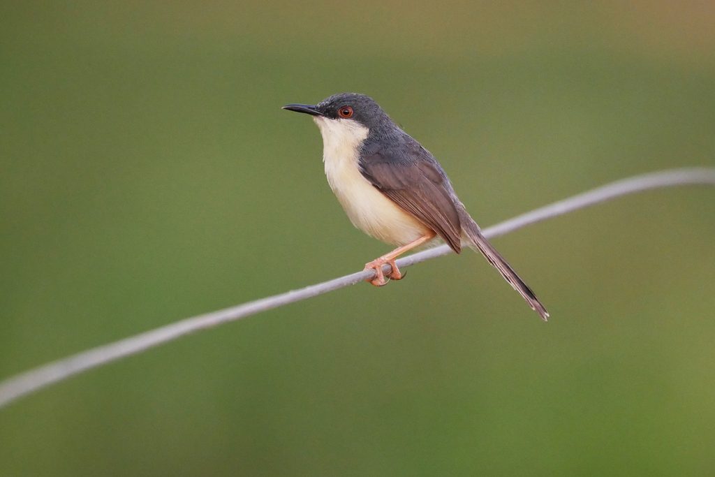 Ashy Prinia