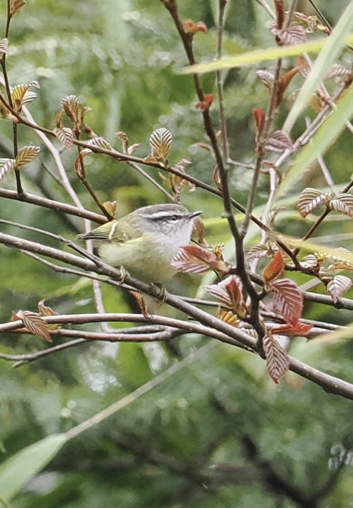 Ashy-throated Warbler