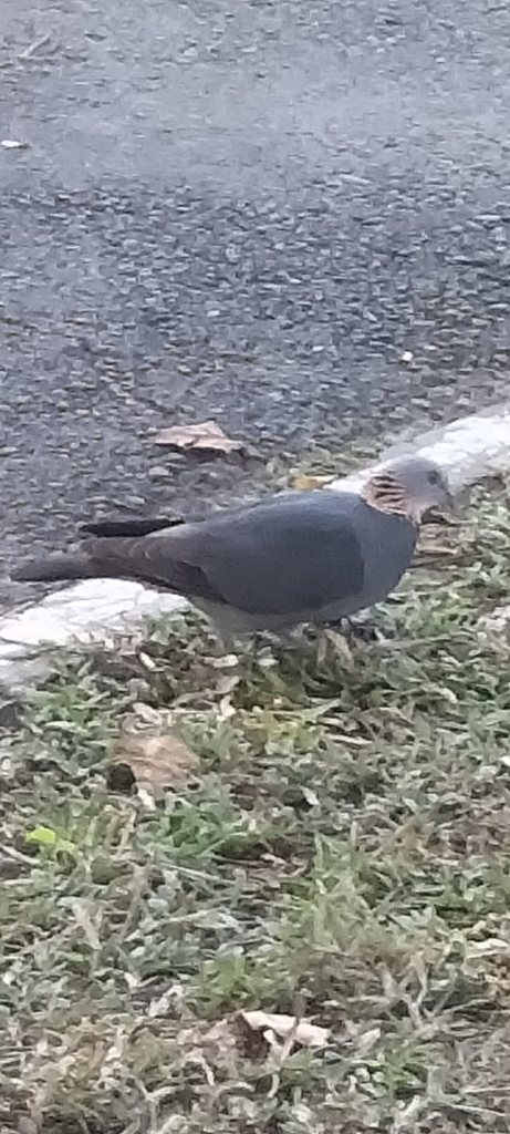 Ashy Woodpigeon