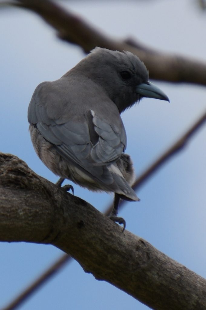 Ashy Woodswallow