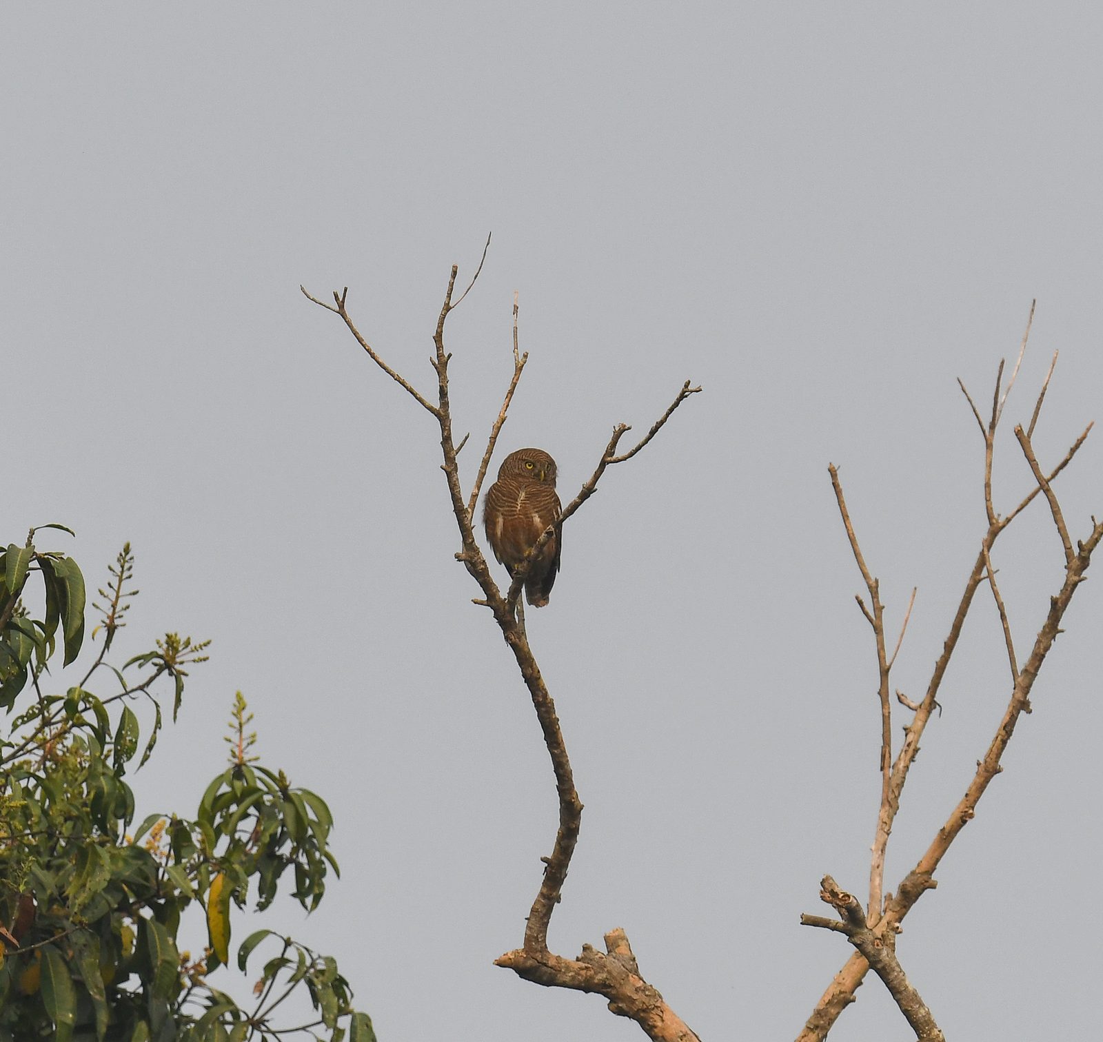 Asian Barred Owlet