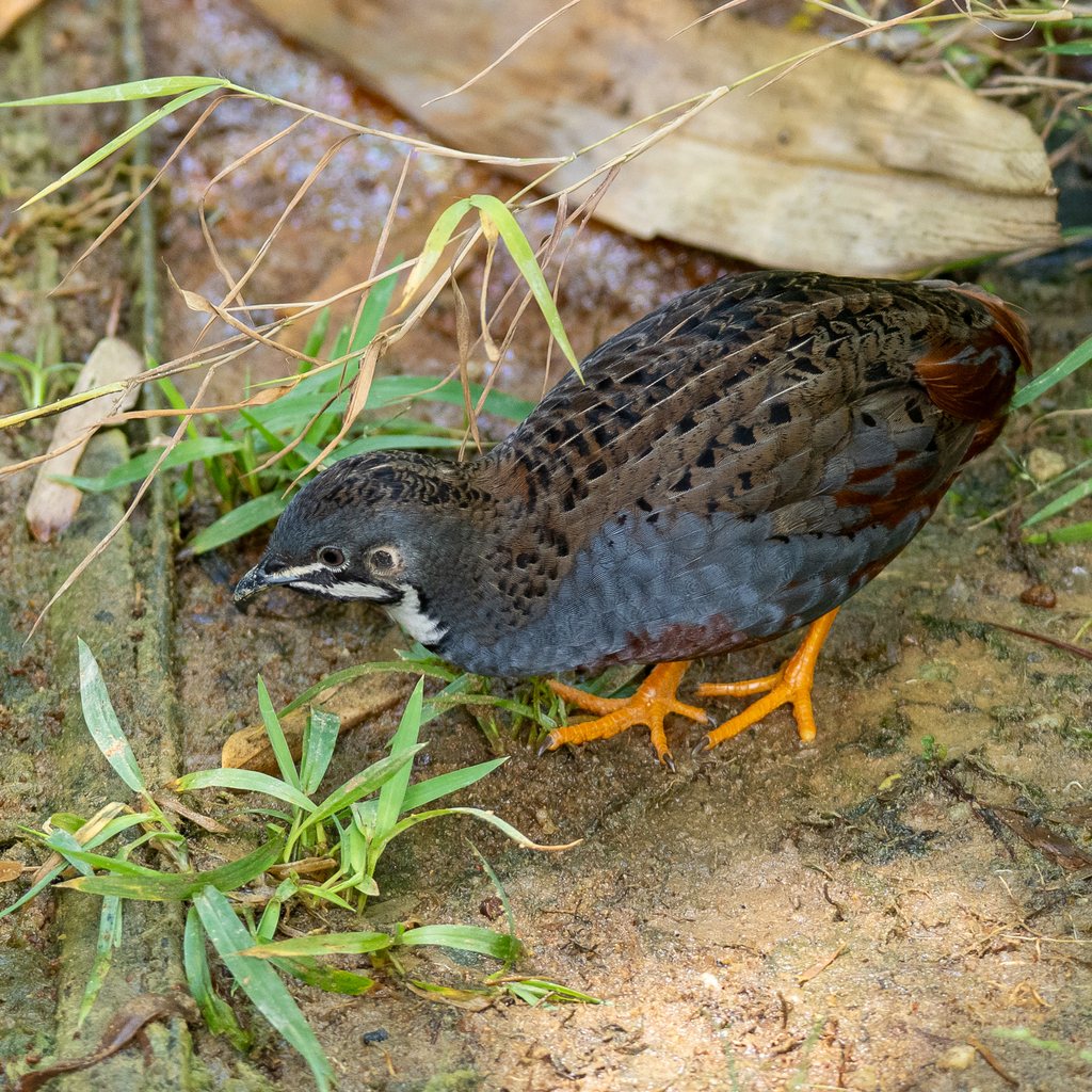 Asian Blue Quail