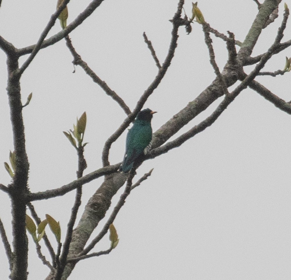 Asian Emerald Cuckoo